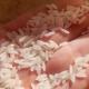 Tucapel - gusanos en en paquetes de arroz